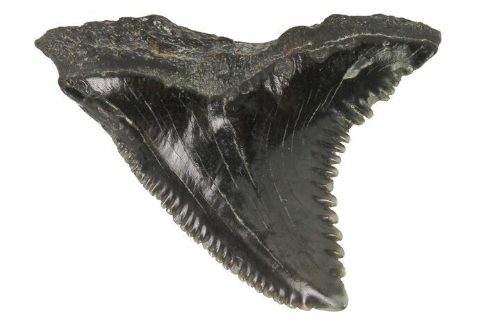 Large, Fossil Hemipristis Tooth - Georgia #74763